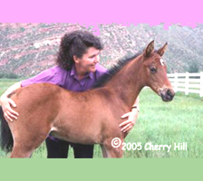 Cherry with foal