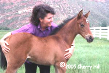 Cherry with foal